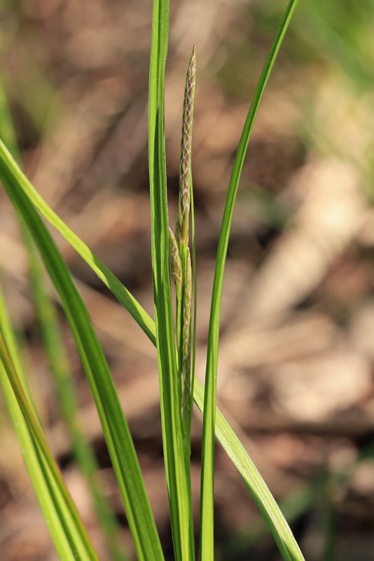 Осока волосистоплодная Carex lasiocarpa