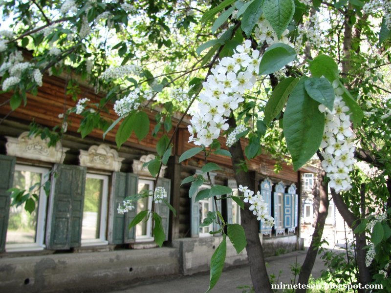 Томск черемуха