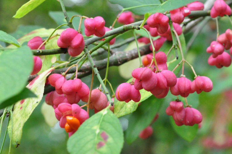 Euonymus europaeus
