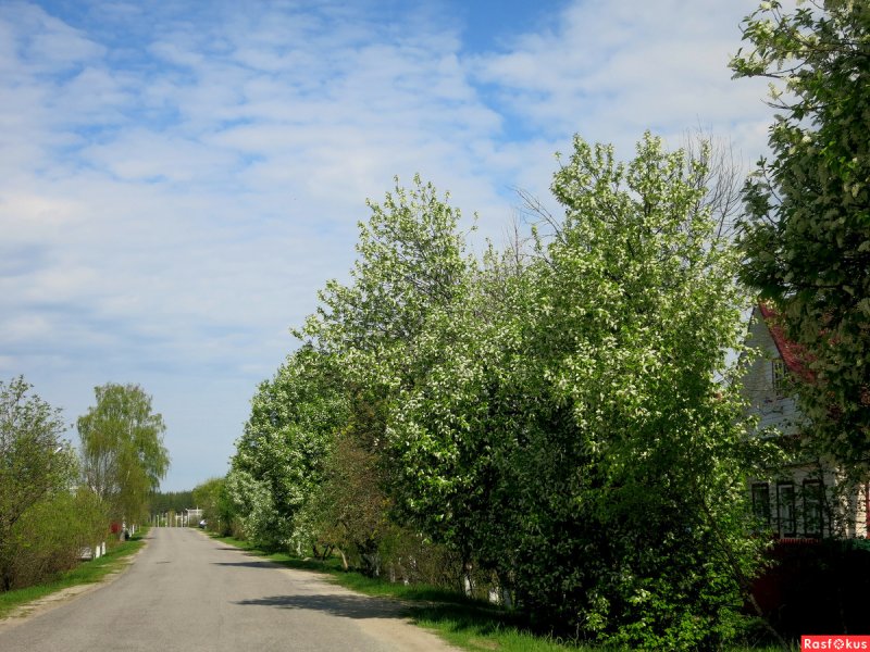 Аллея черемухи