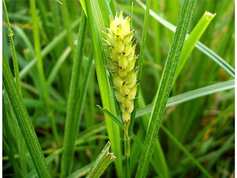 Осока Лесная Carex sylvatica