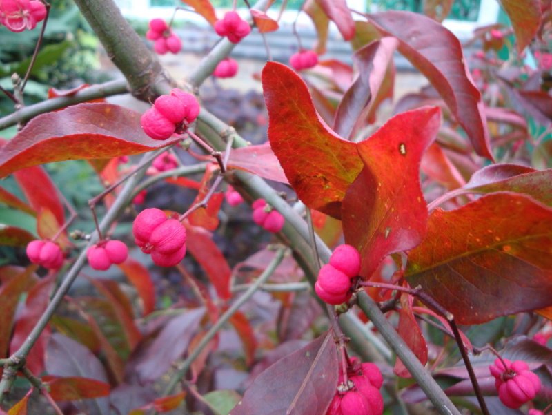 Бересклет Европейский (Euonymus europaeus) Red Cascade