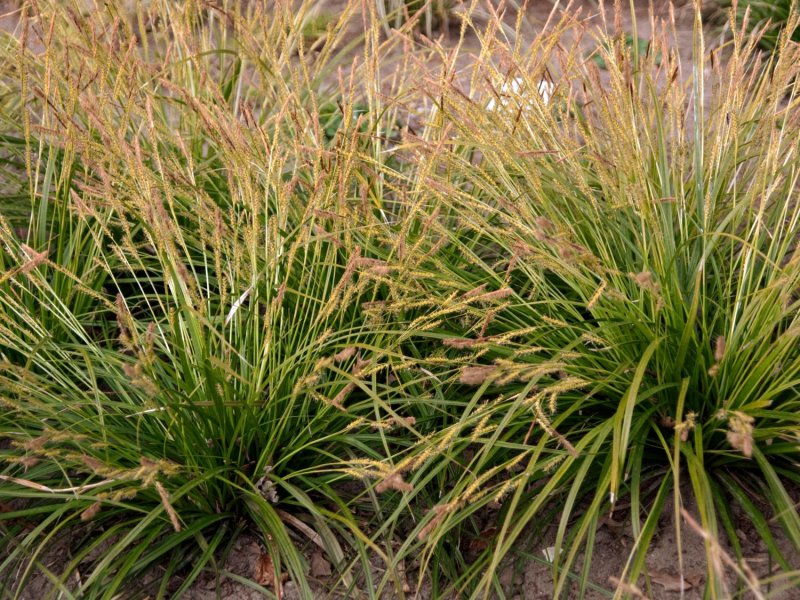 Осока Морроу (Carex morrowii )