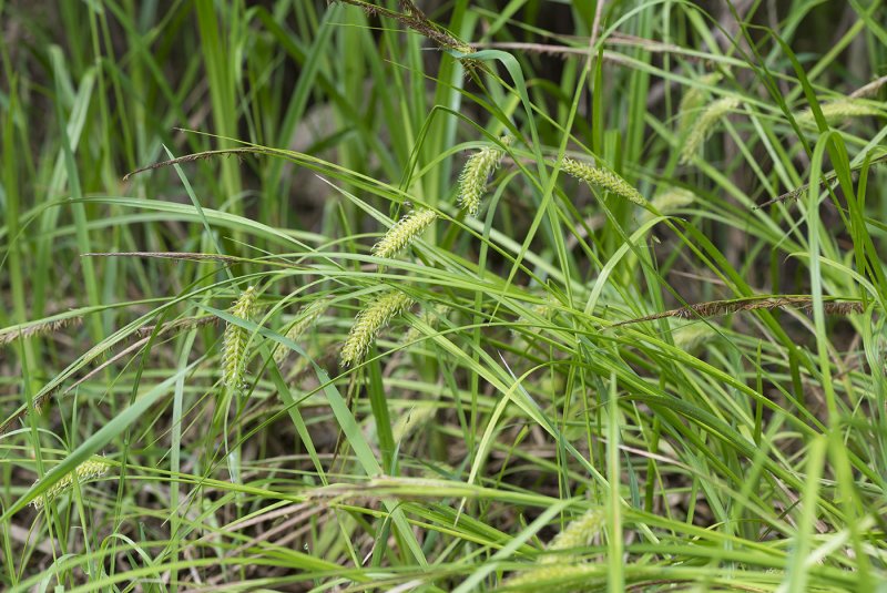 Carex vesicaria