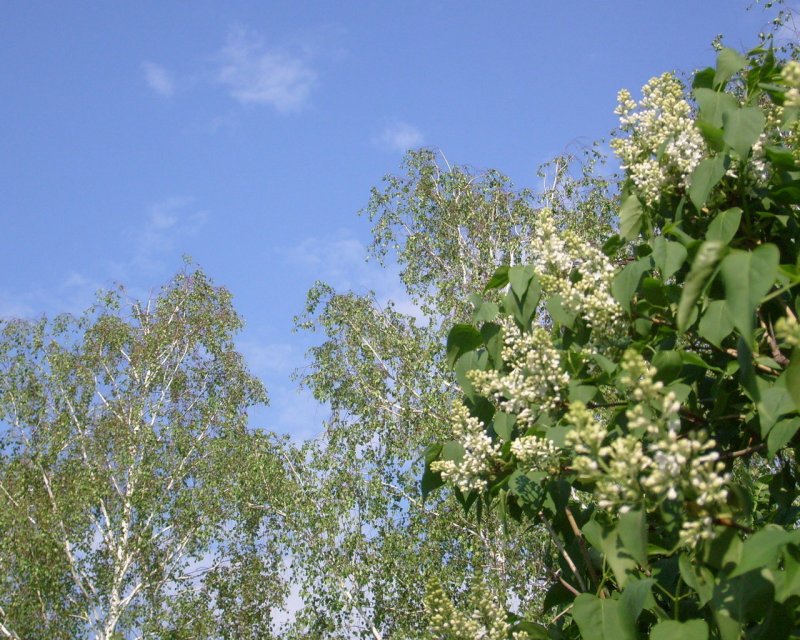 Березка сирень