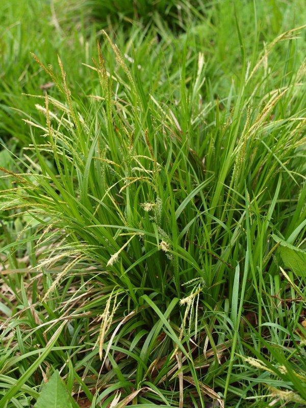 Carex sylvatica