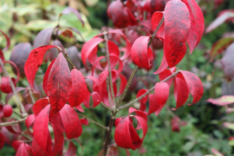 Бересклет священный Euonymus Sacrosancta