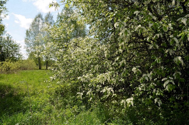 Черемуха поселок