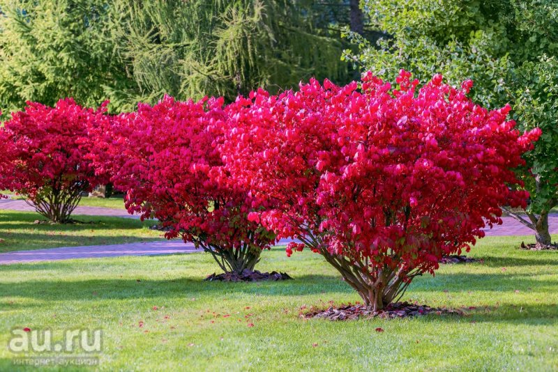 Бересклет крылатый Компактус Euonymus alatus Compactus