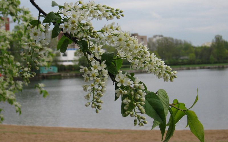 Черемуха белая у реки