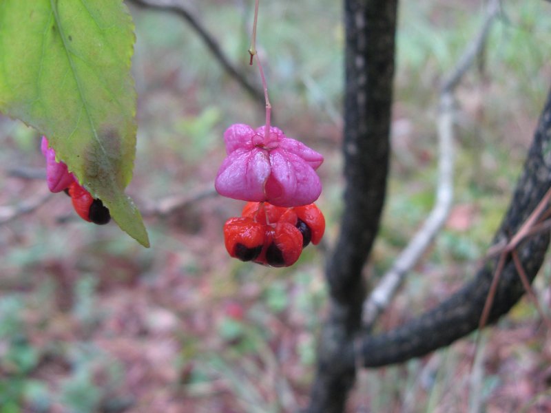 Бересклет крылатый Компактус Euonymus alatus Compactus