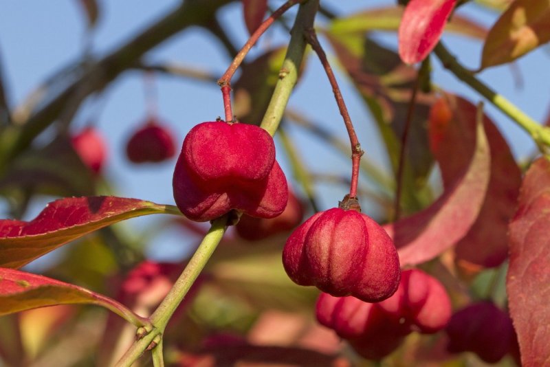 Бересклет Европейский (Euonymus europaeus)