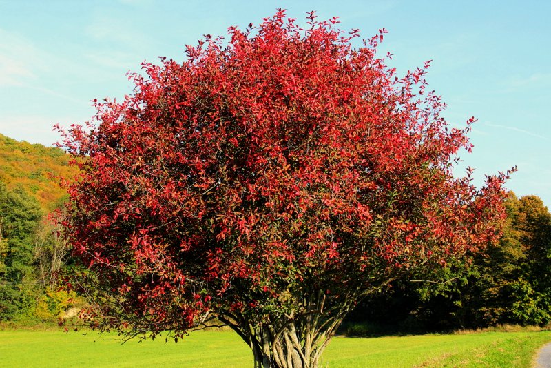Бересклет Европейский (Euonymus europaeus) Red Cascade