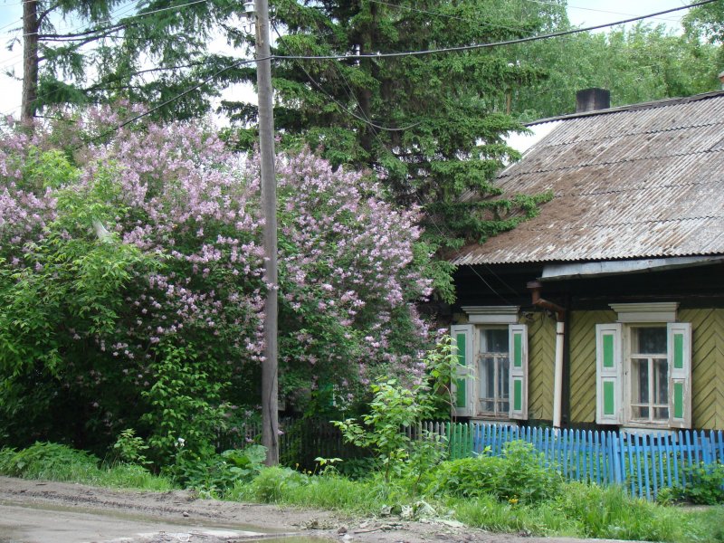 Деревенский дом с черемухой