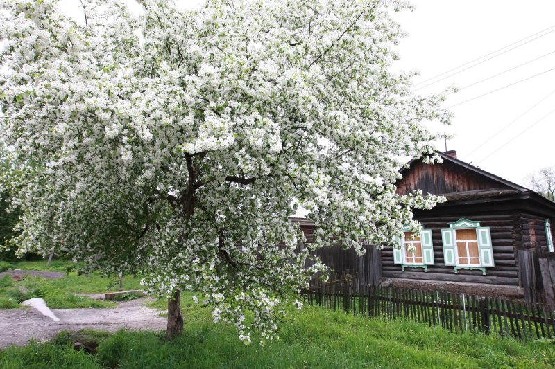 Цветет черемуха в деревне (74 фото)