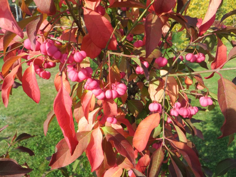 Бересклет Европейский (Euonymus europaeus)