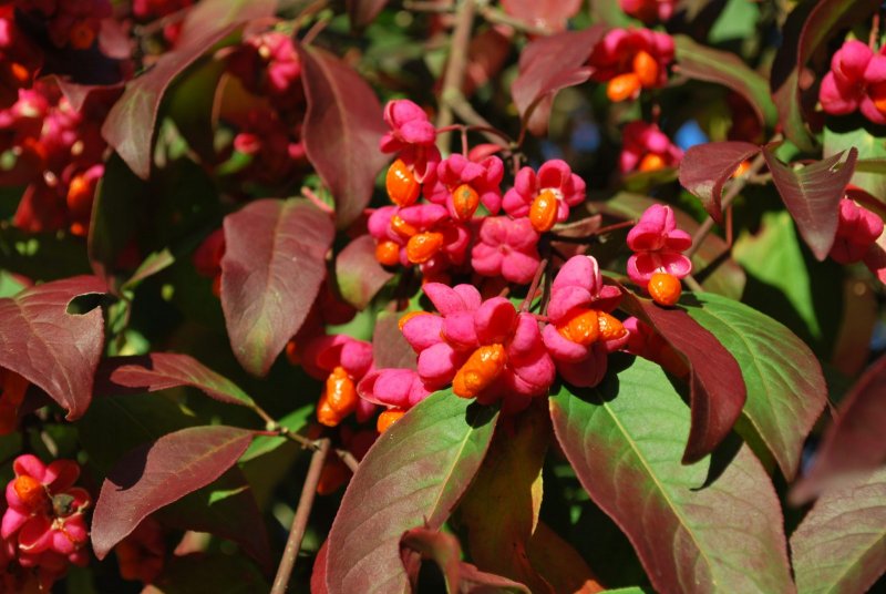 Euonymus phellomanus