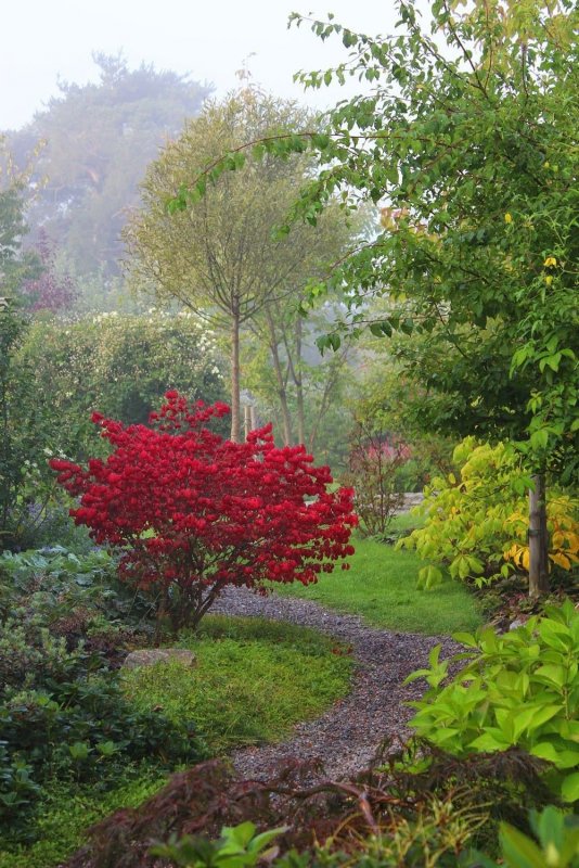Бересклет крылатый Euonymus alatus