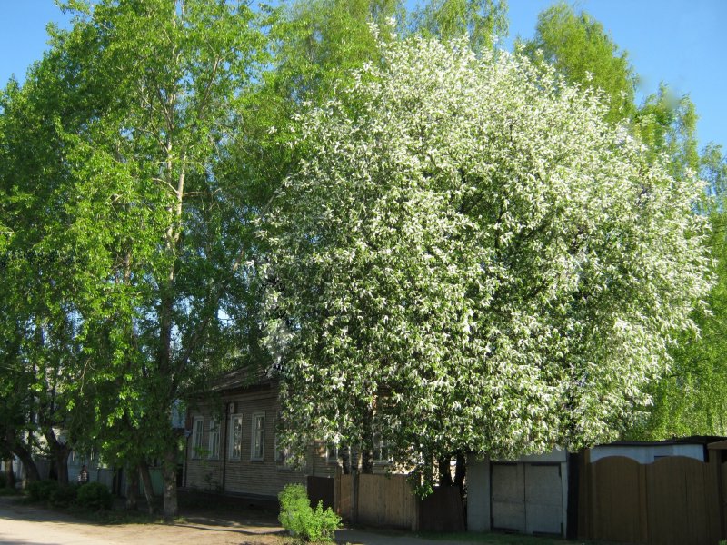 Черемуха русская махровая дерево