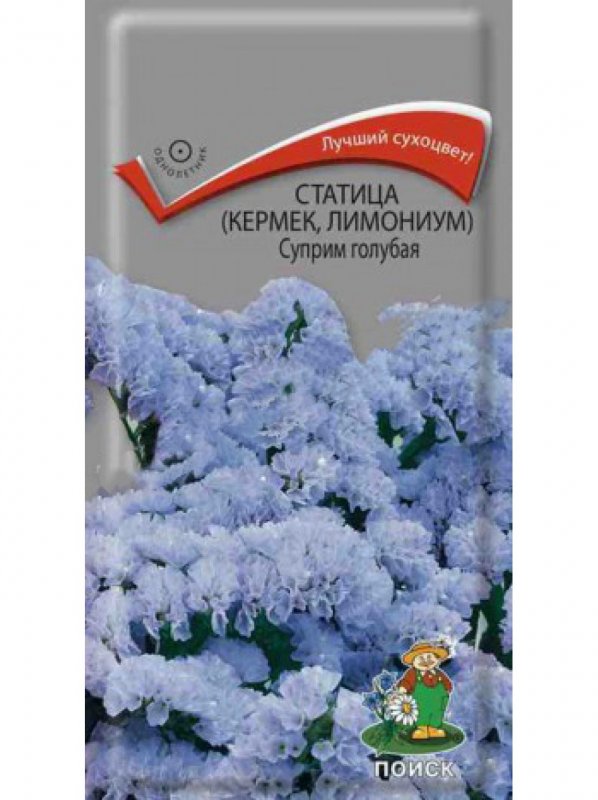 Голландская статица
