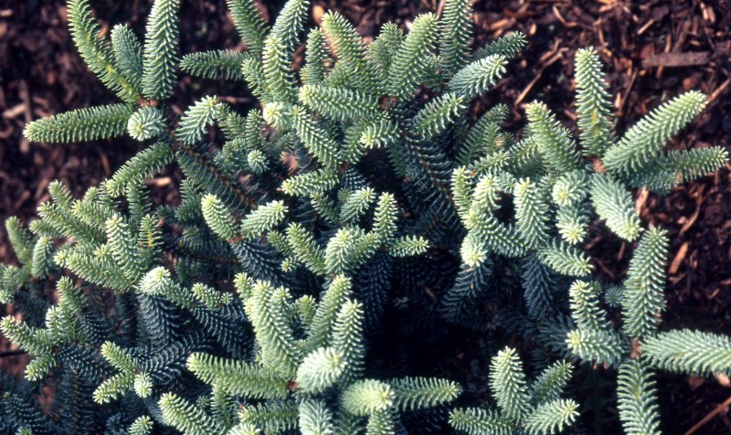 Abies procera 'Aurea'