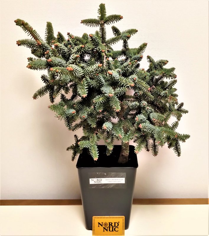 Пихта pinsapo
