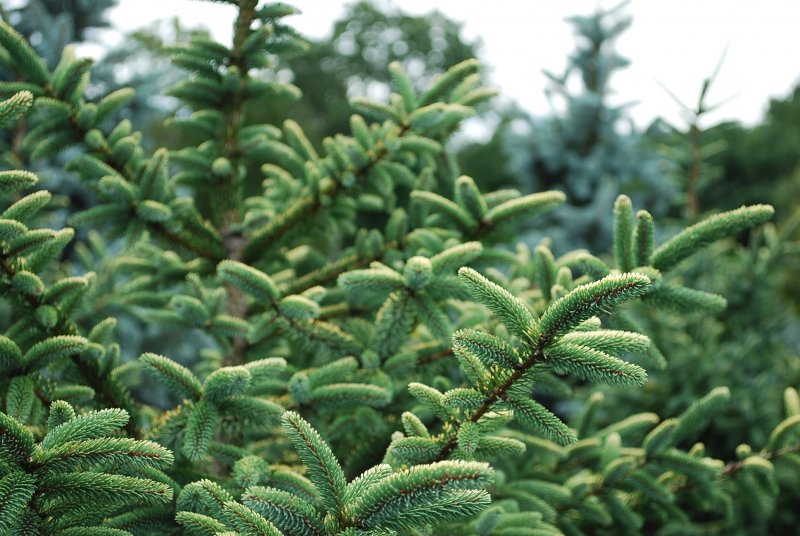 Пихта pinsapo