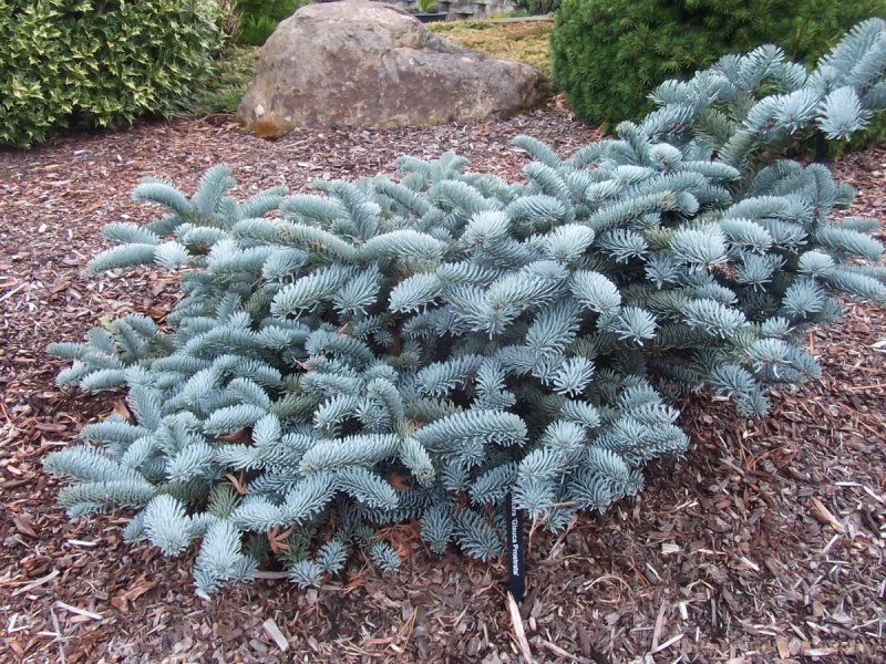 - Пихта Великая (Abies Grandis, Pinaceae)