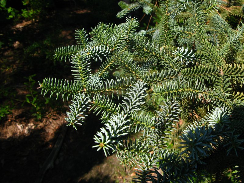 Пихта pinsapo
