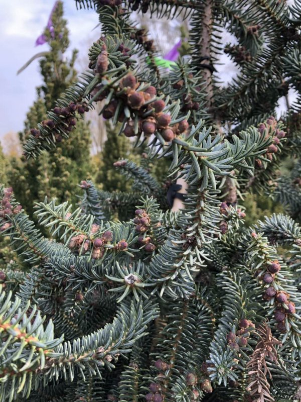 Пихта испанская glauca