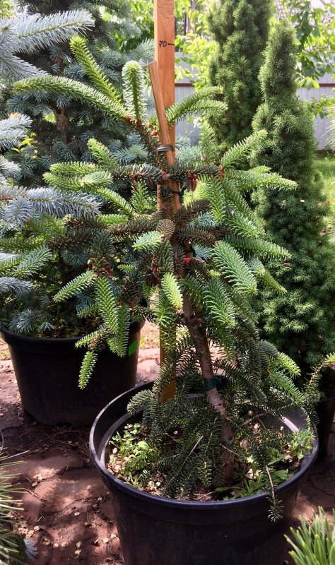 Пихта испанская glauca (Глаука)