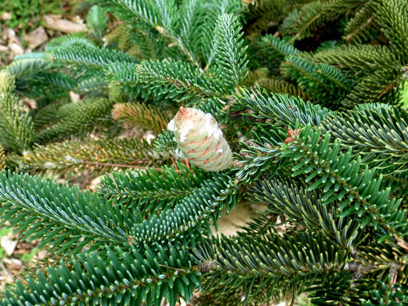 Picea glauca Blue Star