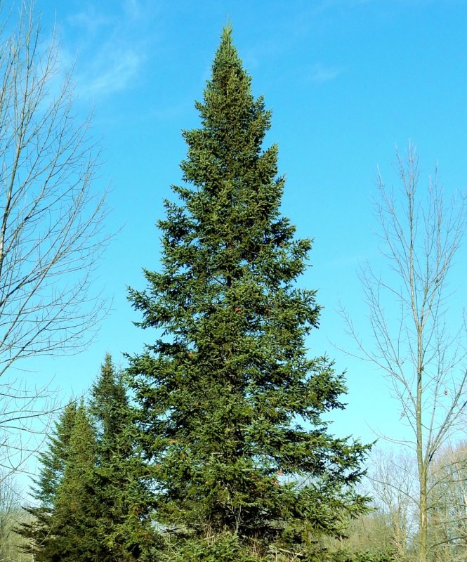 Пихта procera glauca