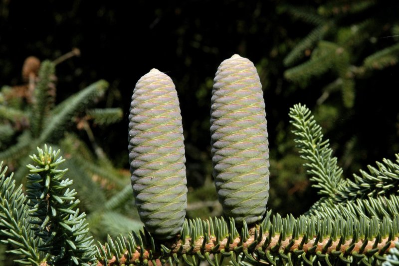 Пихта испанская – Abies pinsapo Boiss.