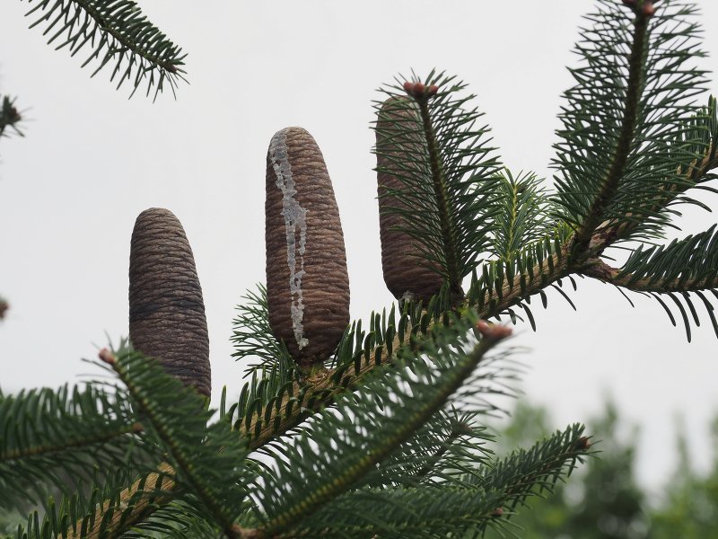 Abies balsamea Cuprona Jewel