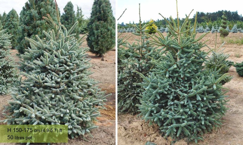 Пихта испанская glauca (Глаука)