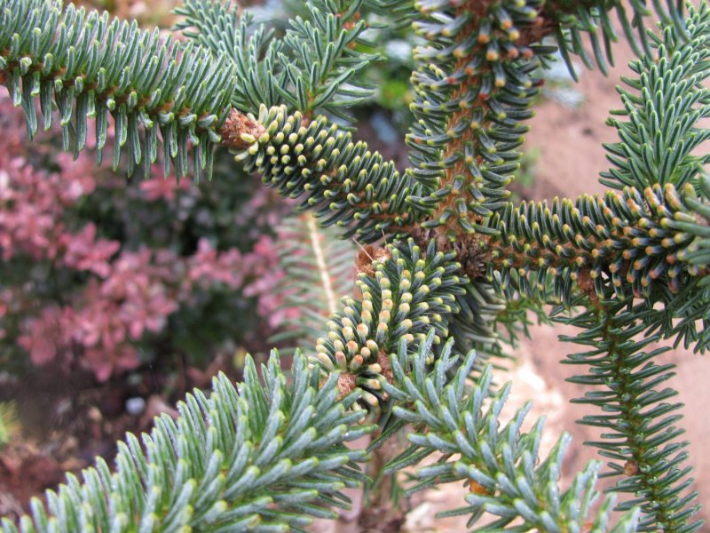 Пихта Pin glauca