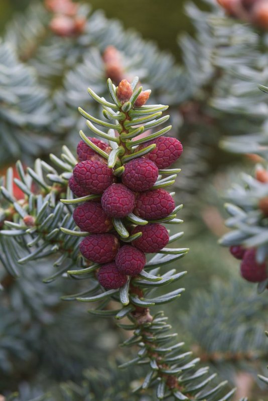 Пихта pinsapo