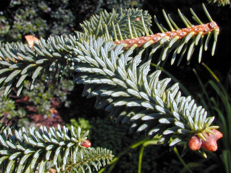 Пихта испанская – Abies pinsapo Boiss.