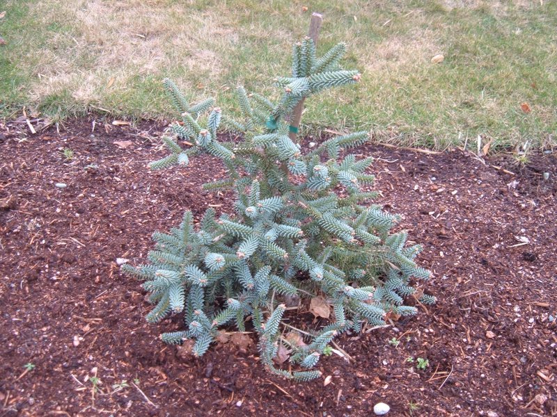 Пихта испанская glauca (Глаука)