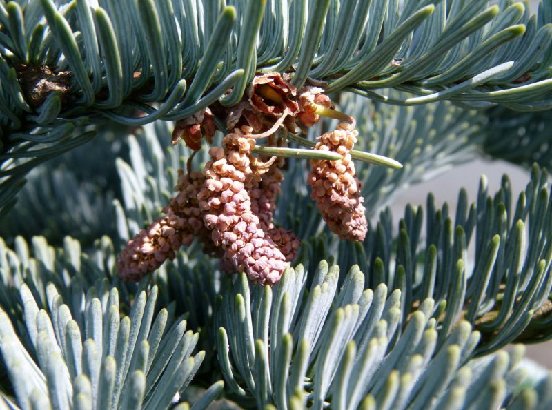 Пихта Abies procera