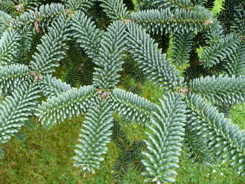 Пихта испанская – Abies pinsapo Boiss.