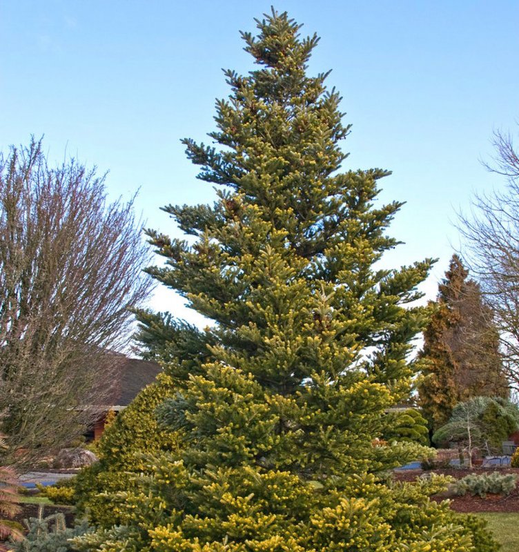 Пихта корейская Abies Koreana Aurea