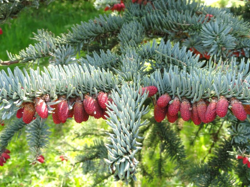 Пихта Abies procera