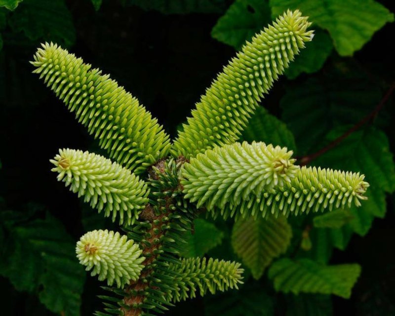 Abies семена