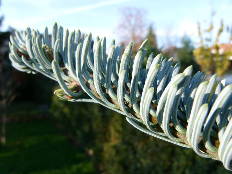 Пихта procera glauca