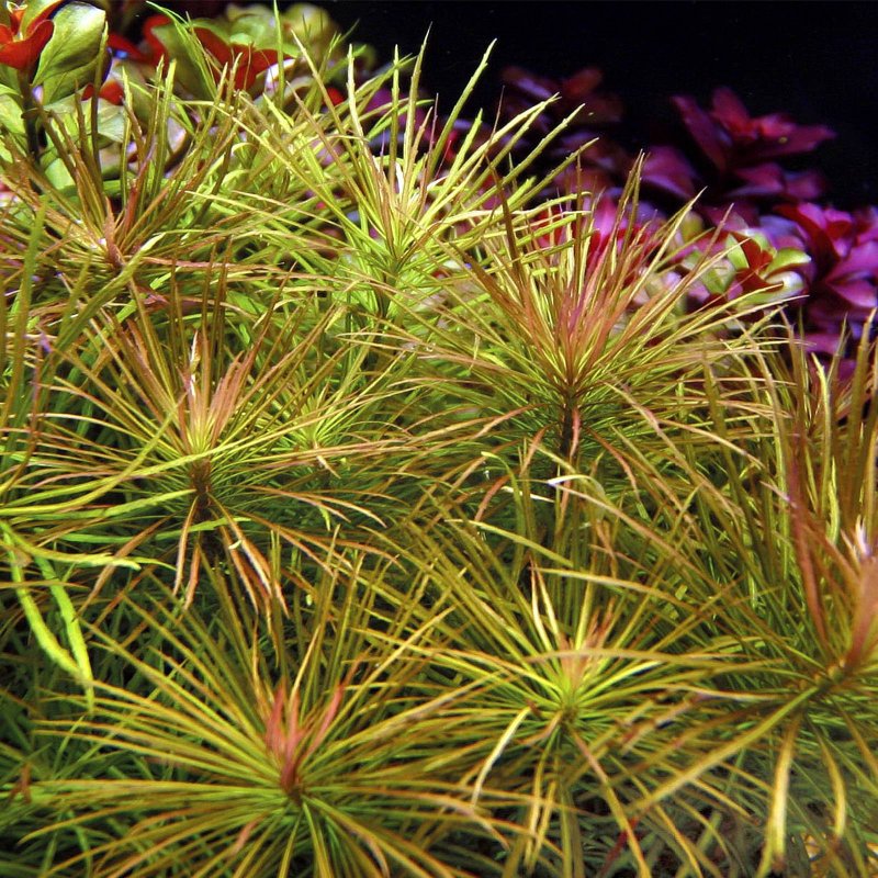 Погостемон стеллатус Pogostemon stellatus