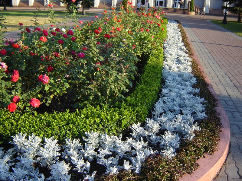 Цинерария крестовник