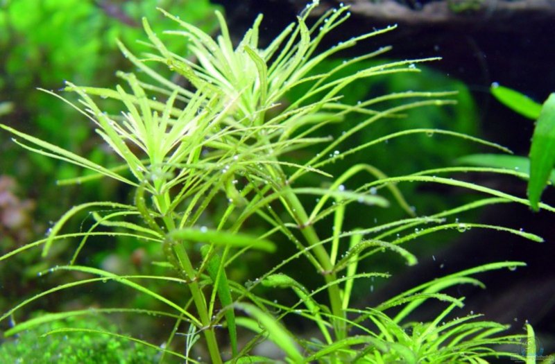 Pogostemon Octopus (stellata)