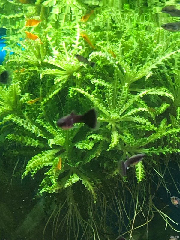 Погостемон Хелфера (Pogostemon helferi)